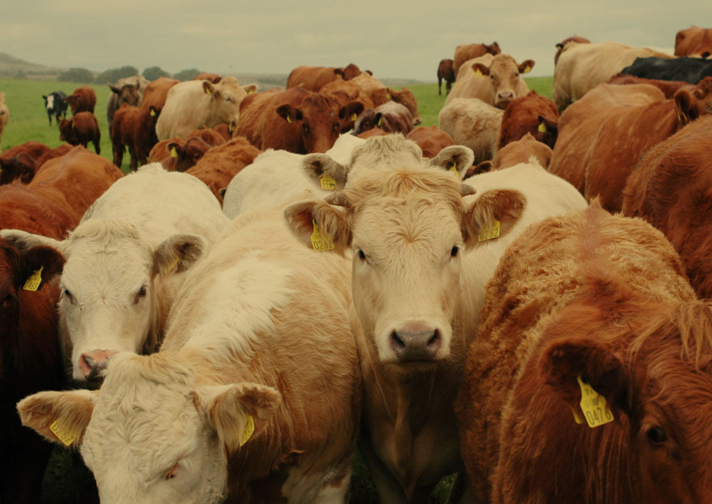 STRONG CATTLE HERD Web J Grennan Sons